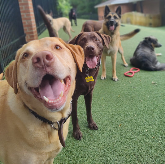 Why Beef Tallow is a Game-Changer for Your Dog’s Health